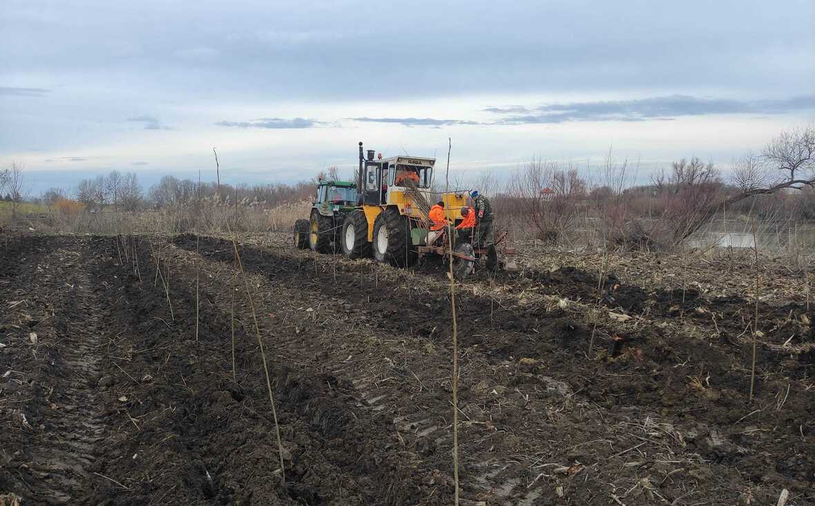 Békési Kishajó Kikötő melletti közel 5 hektárnyi erdőrész felújítása 1.jpg