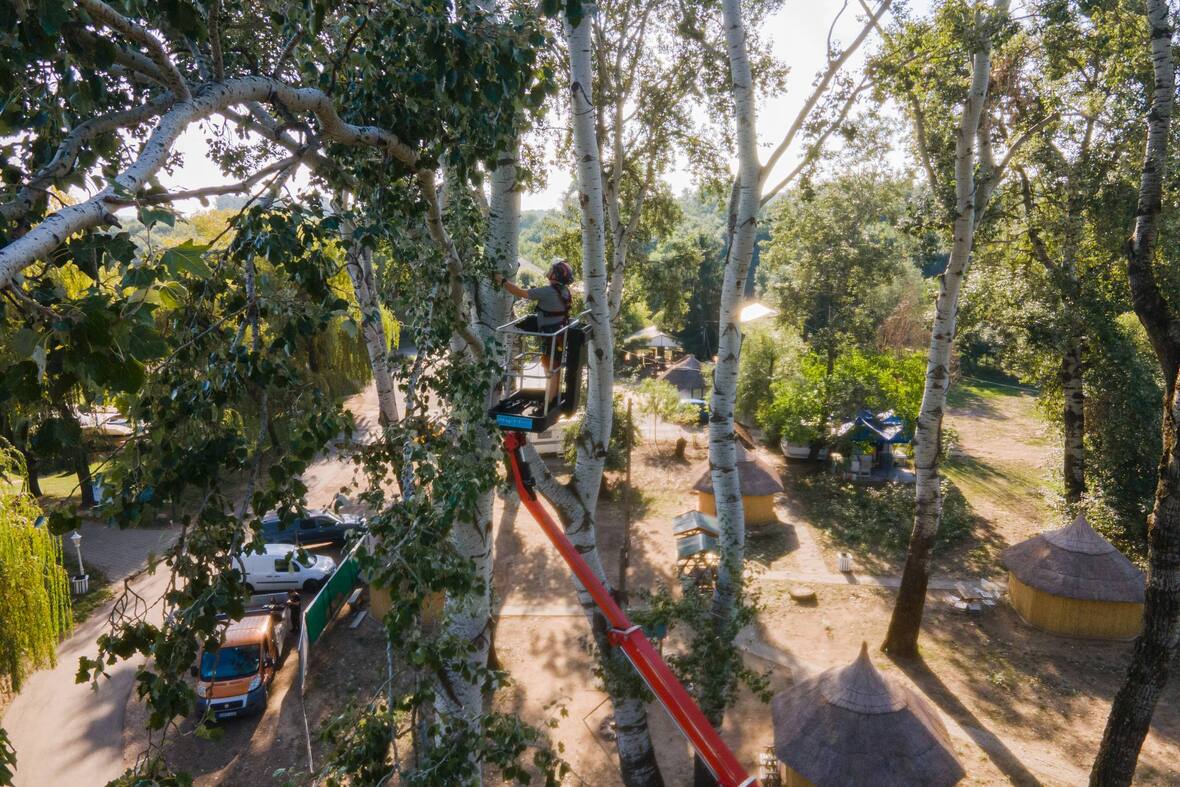 Szürkenyarak vizsgálata (1).jpg