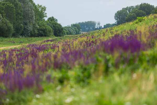 Fűtermés értékesítés.jpg